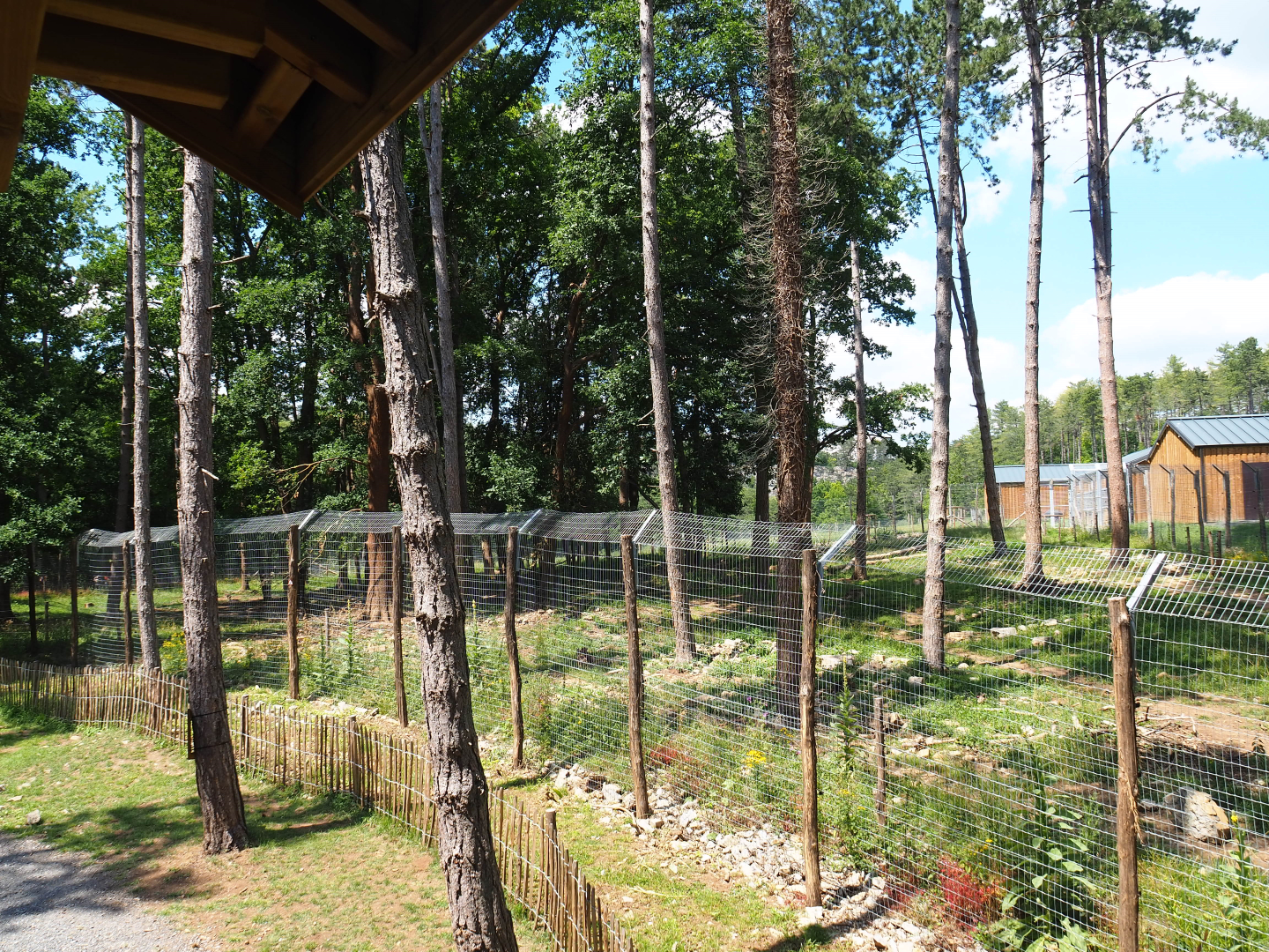 First and newest Eurasian brown bear exhibit, 2020-07-12
