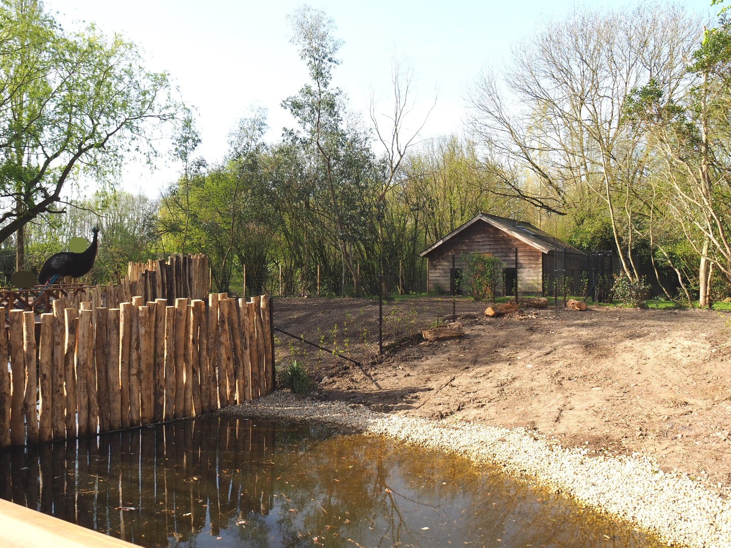 First and second renovated Double-wattled cassowary exhibits, 2022-04-12