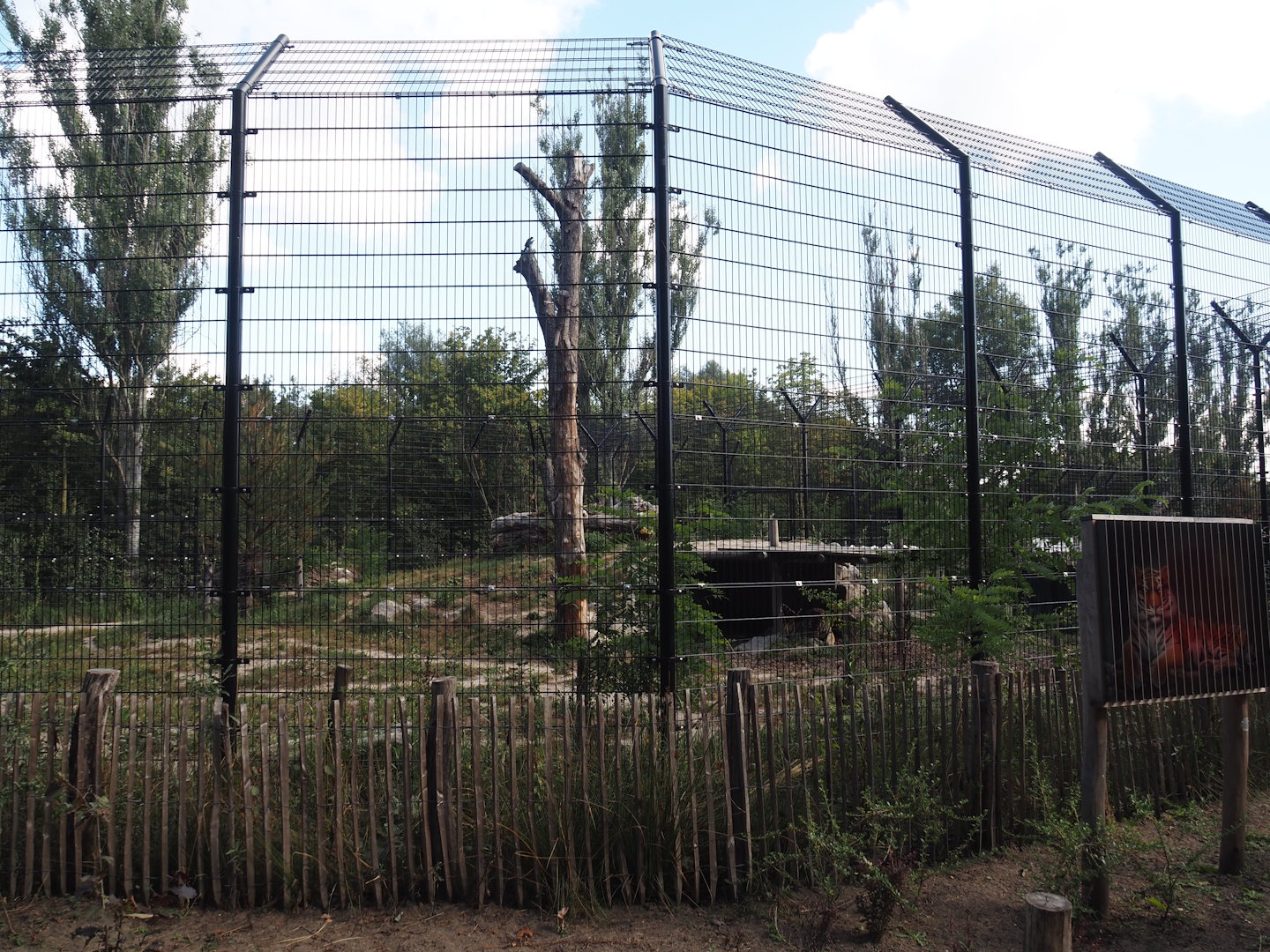 First and smaller new Amur tiger exhibit, 2025-08-24
