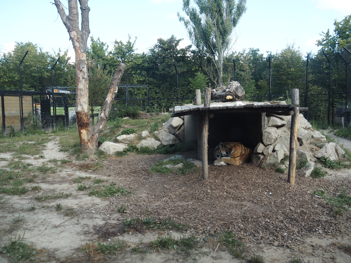 First and smaller new Amur tiger exhibit, 2025-08-24