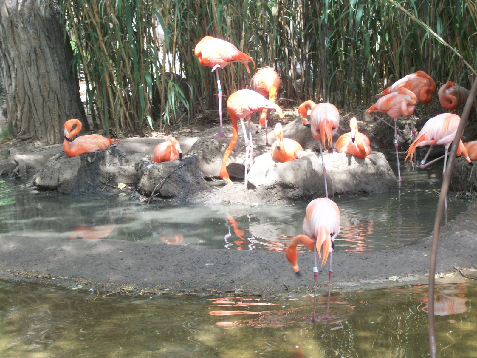 First animal you see