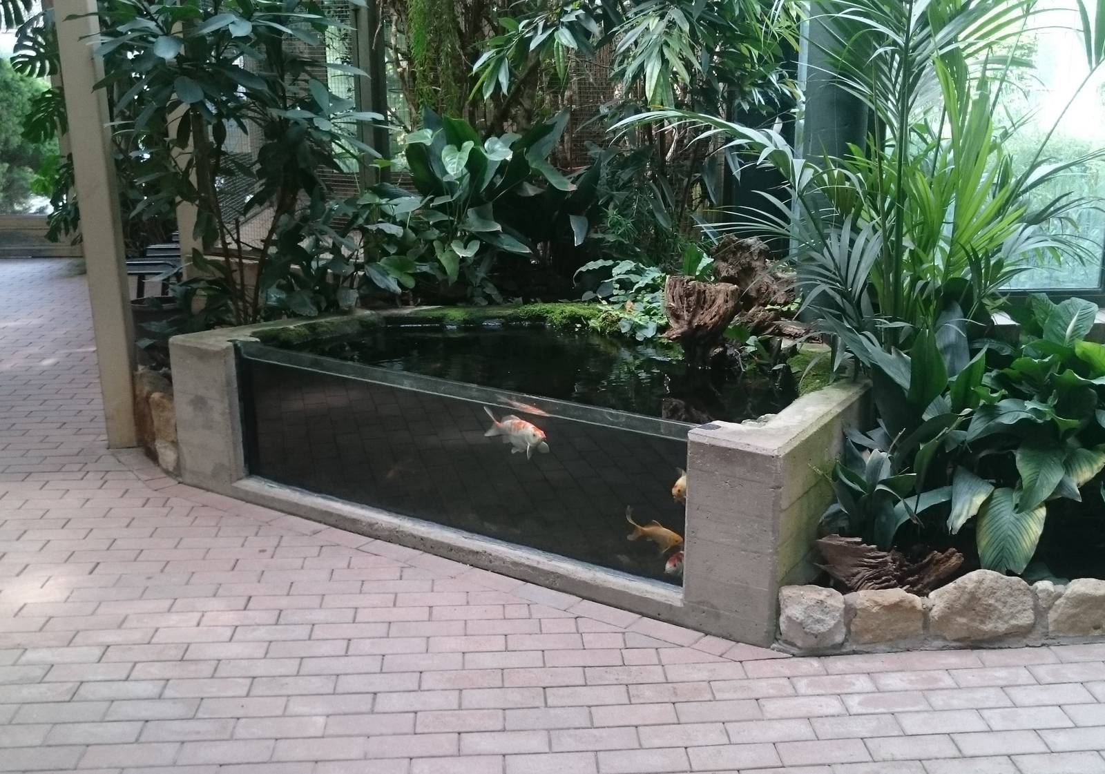 First animals in the Bird-house - Fish