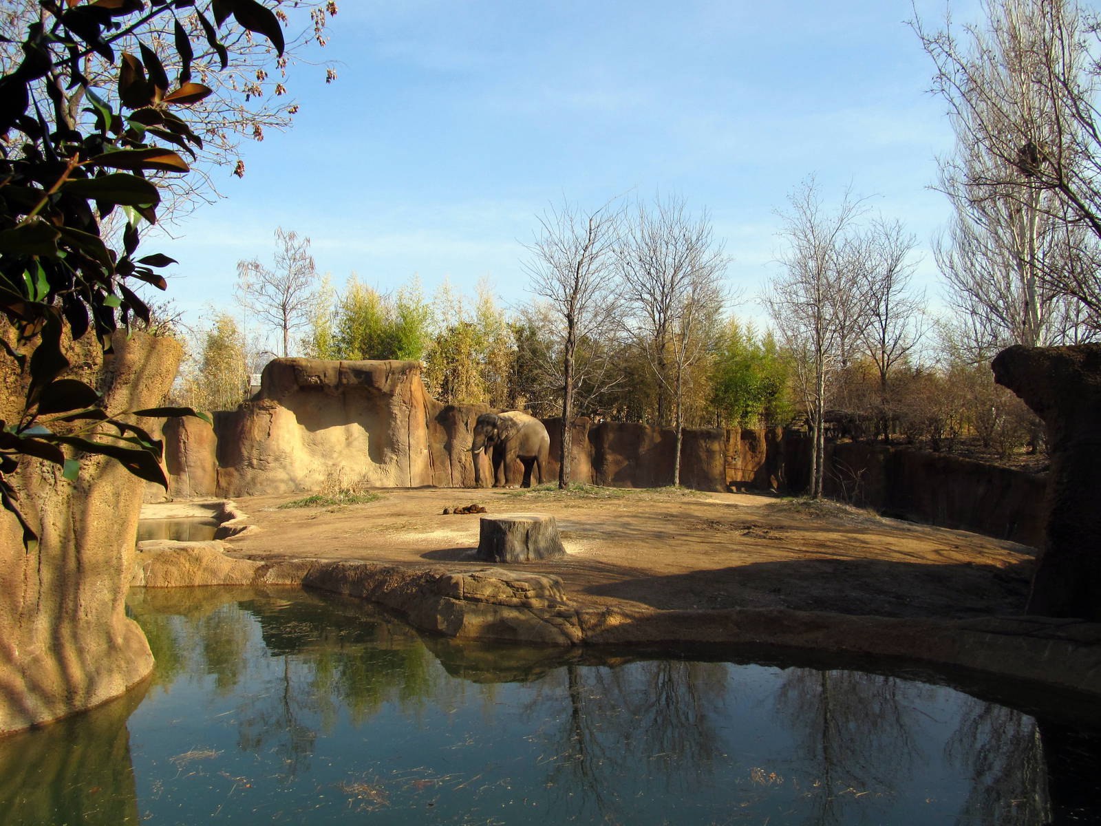 First Asian Elephant Exhibit
