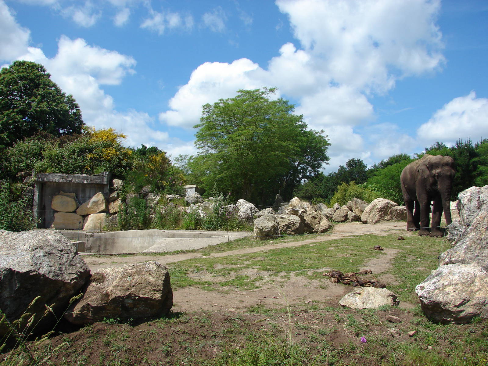 First asian elephants exhibit