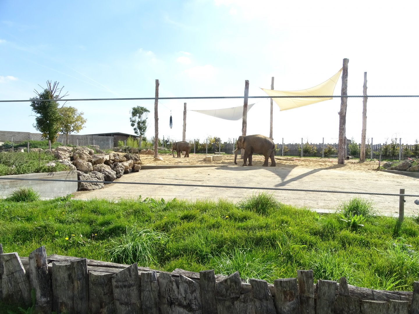 First asian elephants exhibit