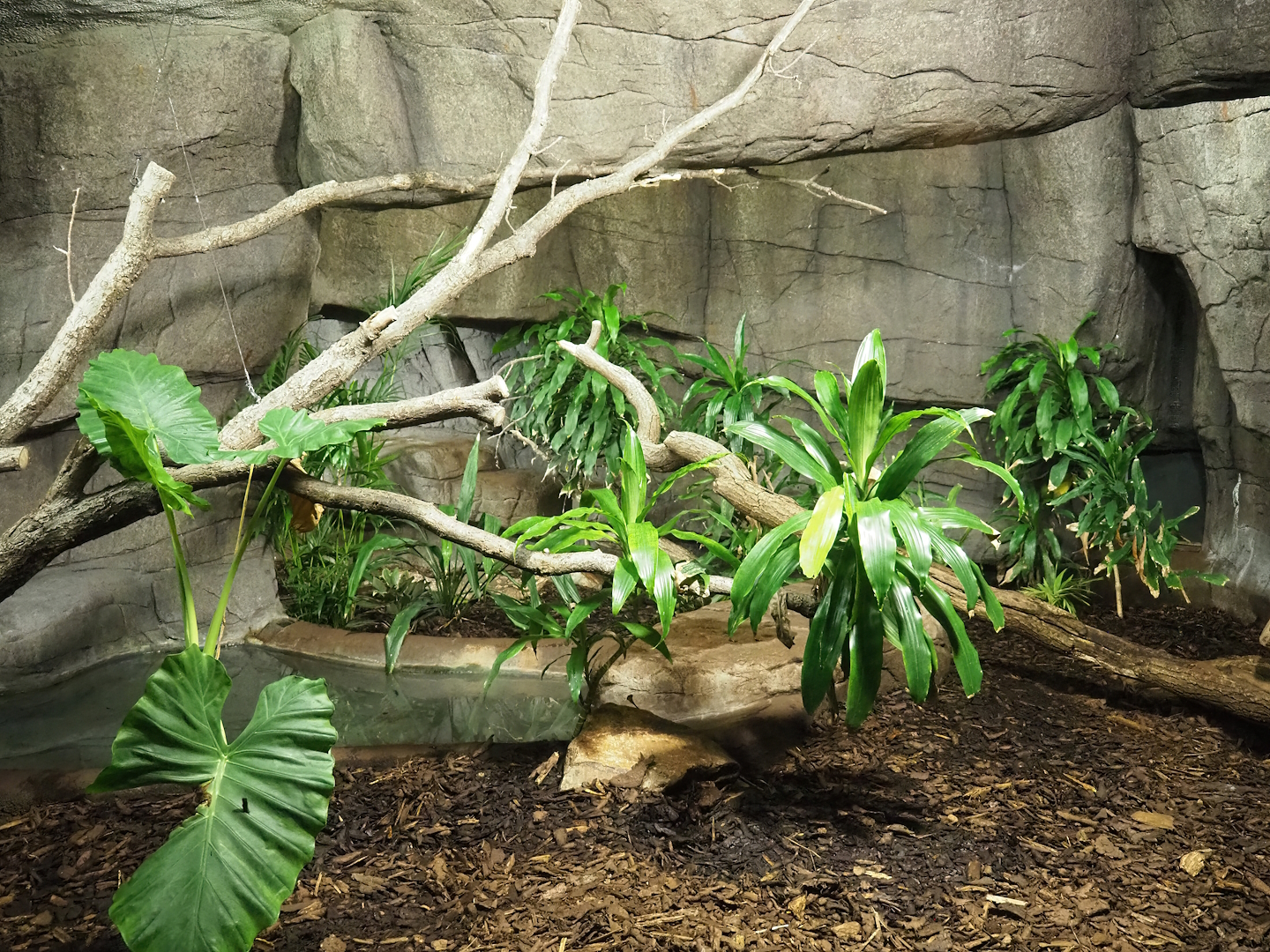 First Asian water monitor exhibit, 2023-10-07