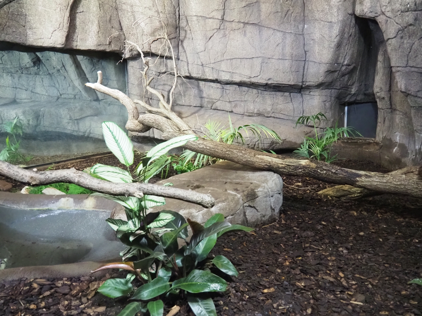 First Asian water monitor terrarium (Sep 16th, 2018)