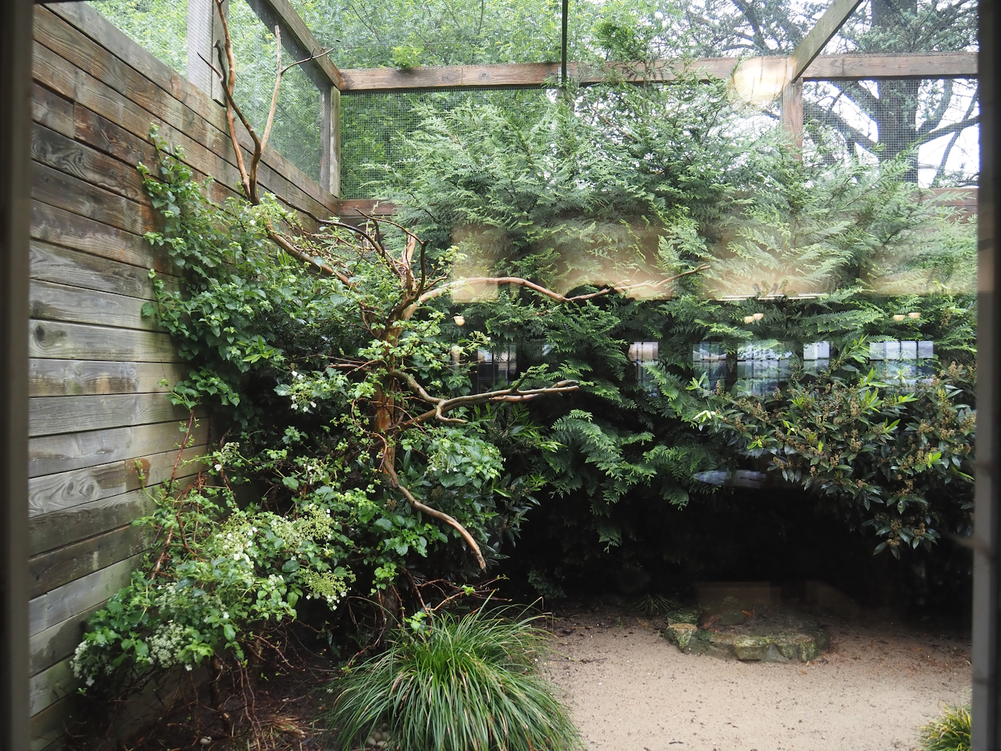 First aviary behind the Rosencafé - Reeves's pheasants, 2024-05-22