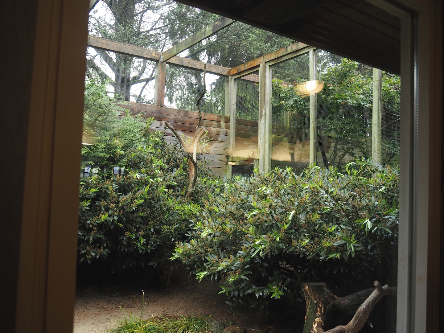 First aviary behind the Rosencafé - Reeves's pheasants, 2024-05-22