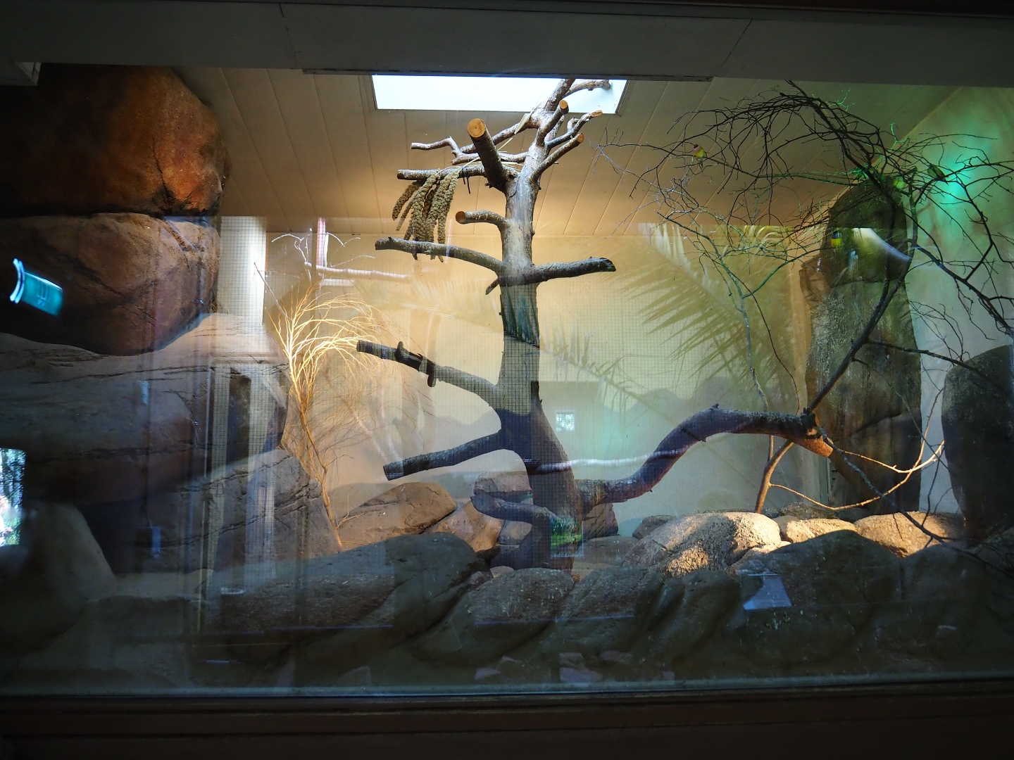 First aviary Gouldian finch (Sep 16th, 2018)