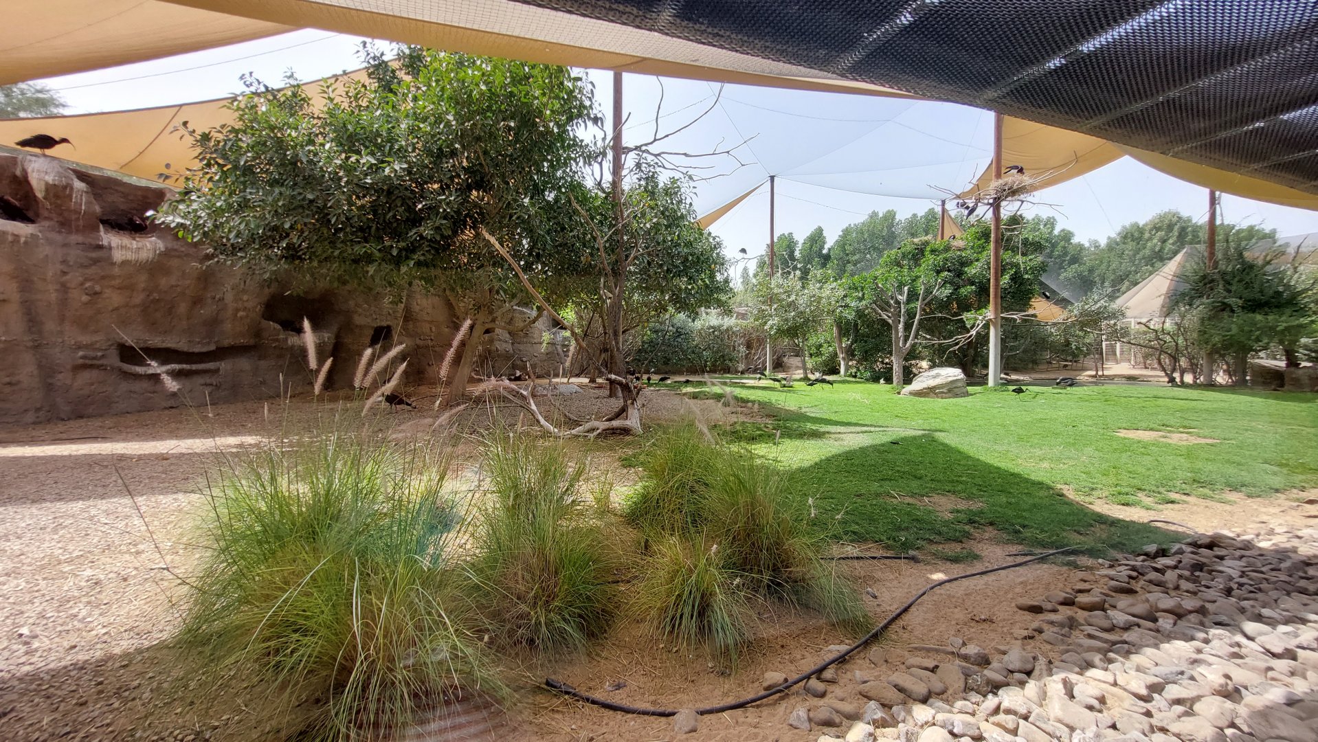 First Aviary - Ibis and other birds