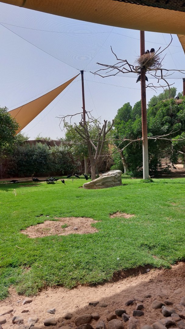 First aviary  - Ibis and other birds