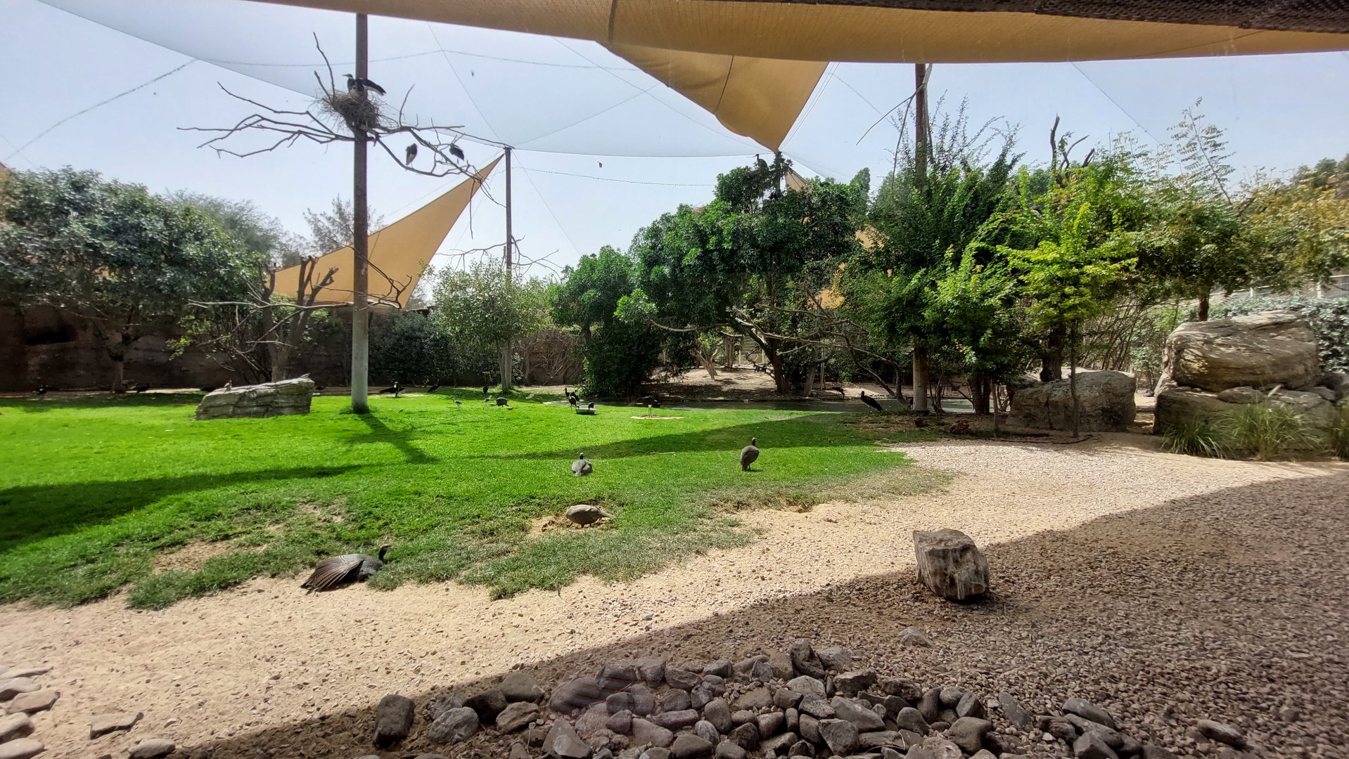 First aviary - Ibis and other birds