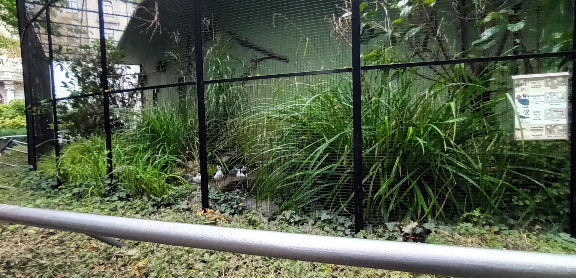 First Aviary outside the Birdhouse