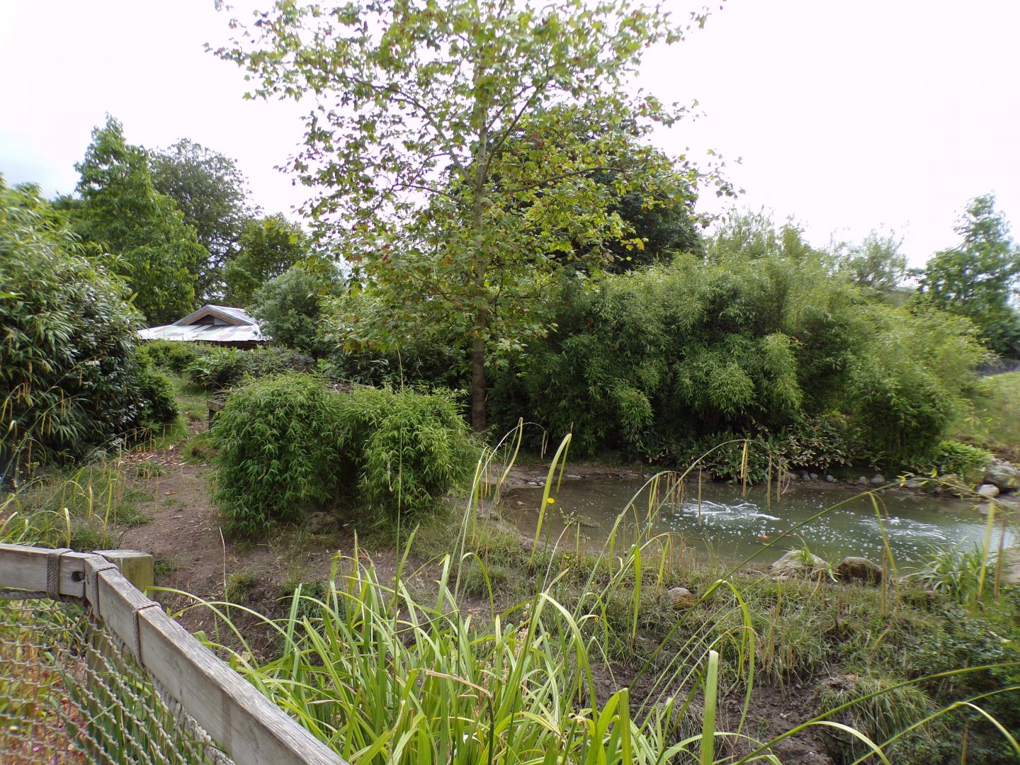 First babirusa enclosure 29.6.24