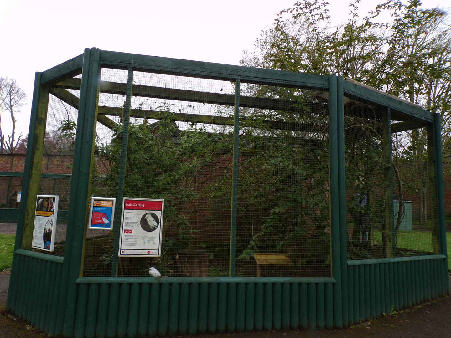 First bali starling enclosure 7.5.23