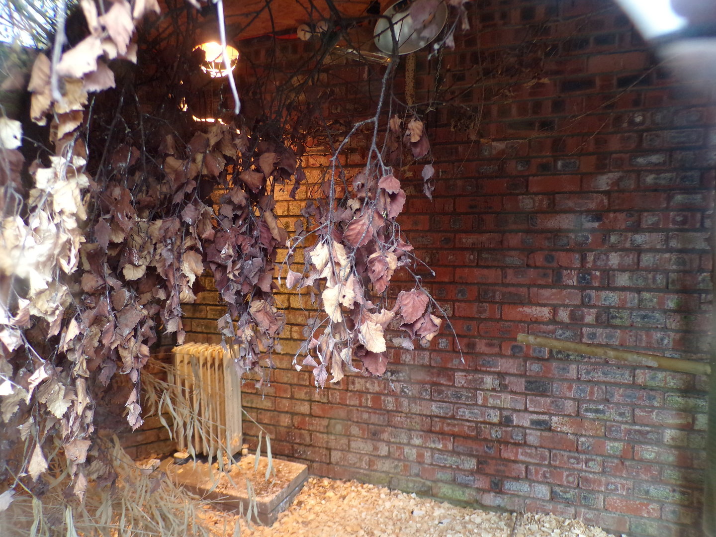 First Bali starling indoors 7.5.23