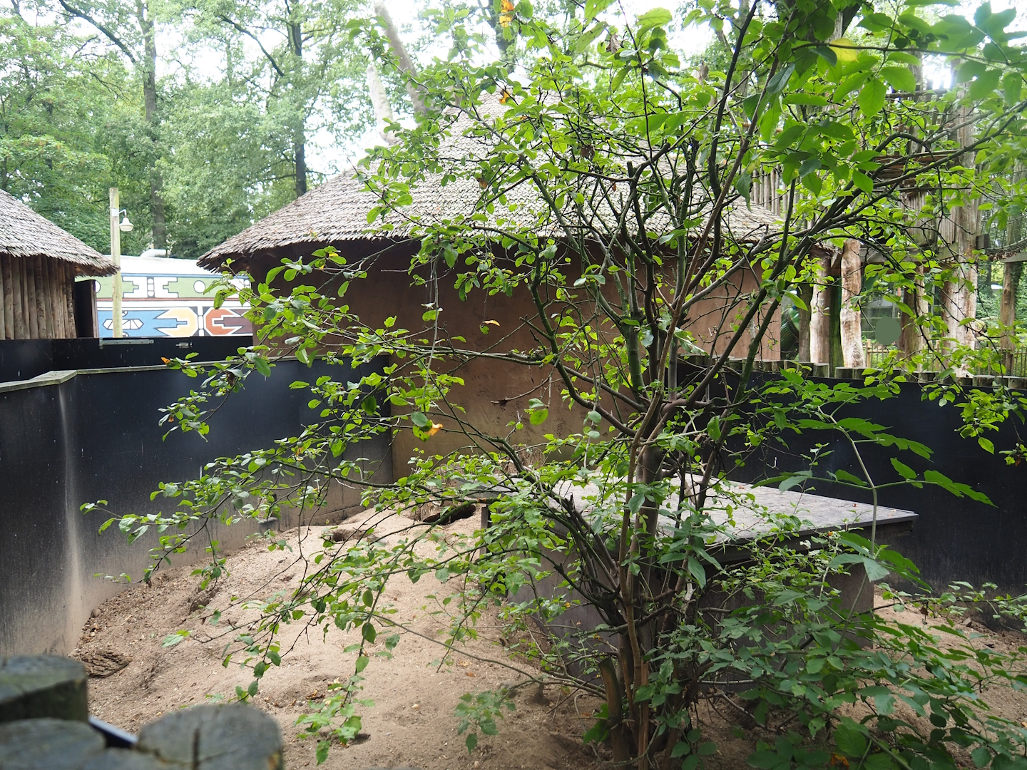 First Banded mongoose exhibit, 2023-08-17