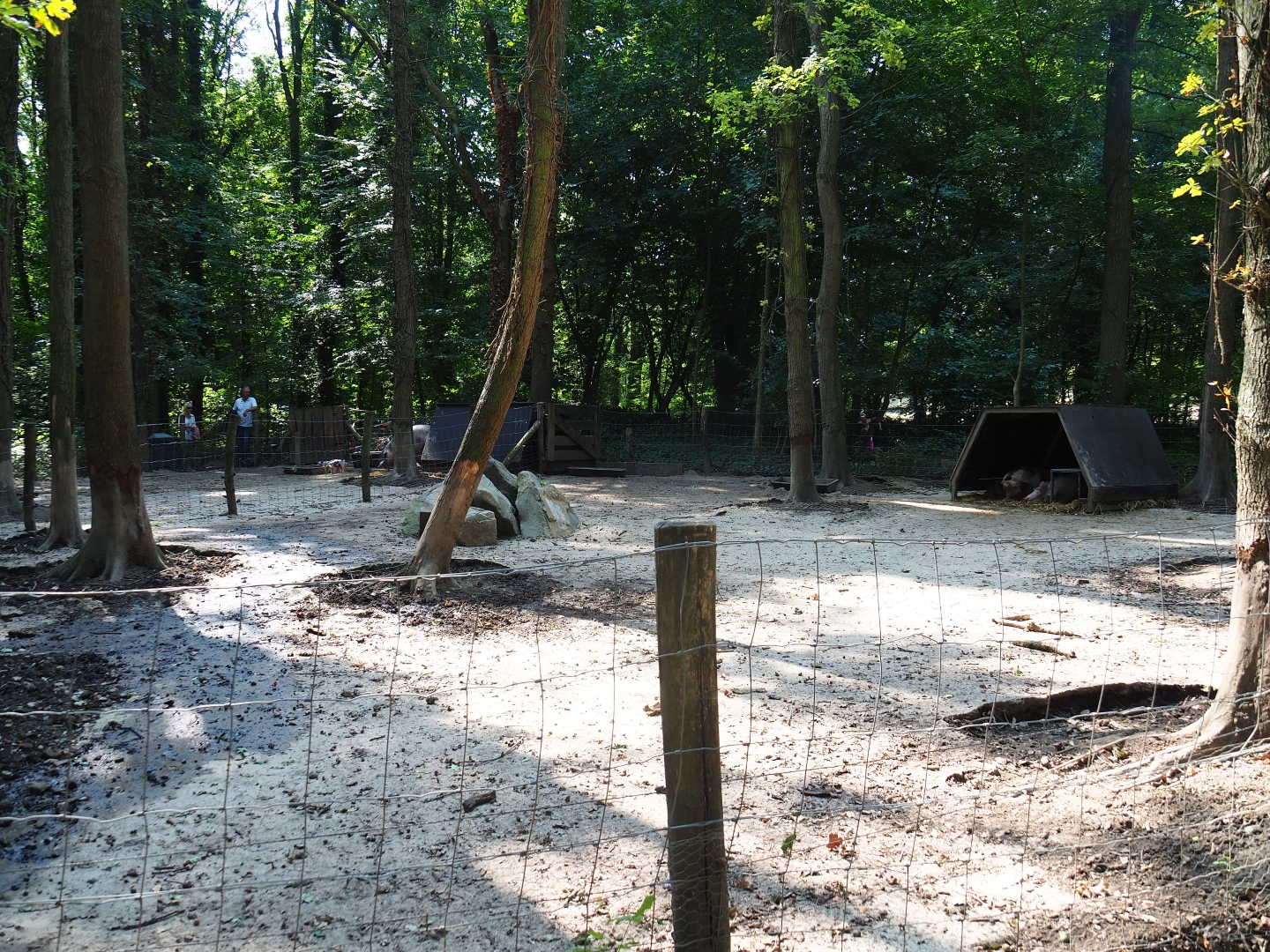 First Bentheim black pied pig pen (Aug 28th, 2018)