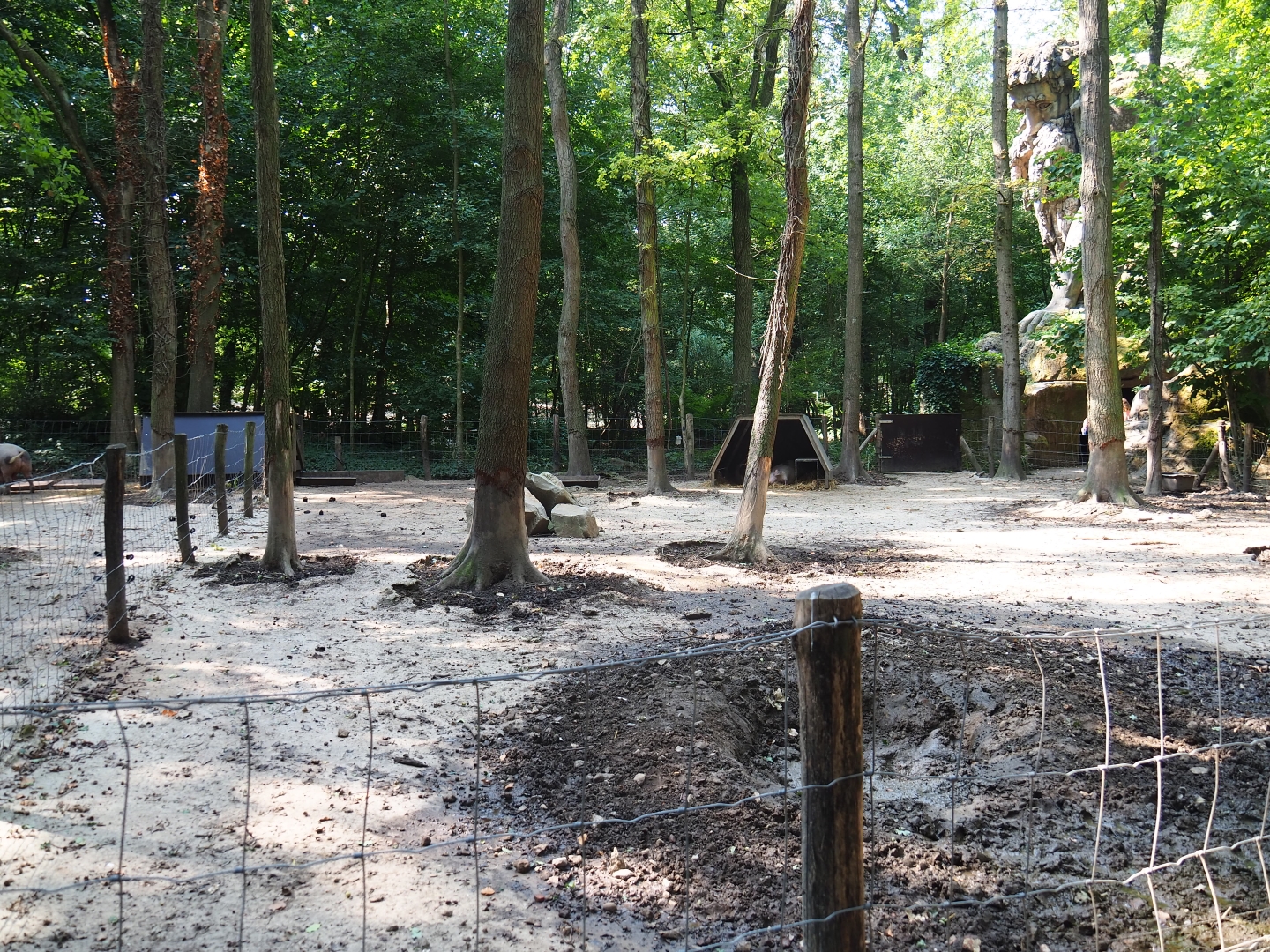 First Bentheim black pied pig pen (Aug 28th, 2018)