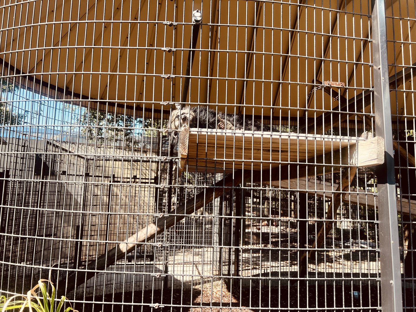 First Binturong Exhibit