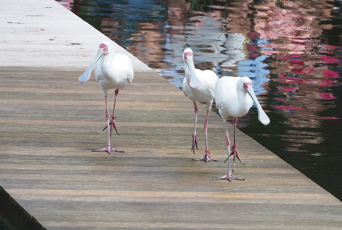 First bird show - African spoonbills (Platalea alba), 2022-08-28