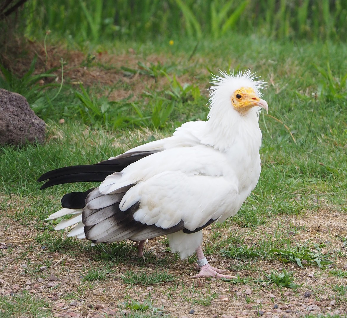 First bird show - Eastern Egyptian vulture (Neophron percnopterus ginginianus), 2022-08-28