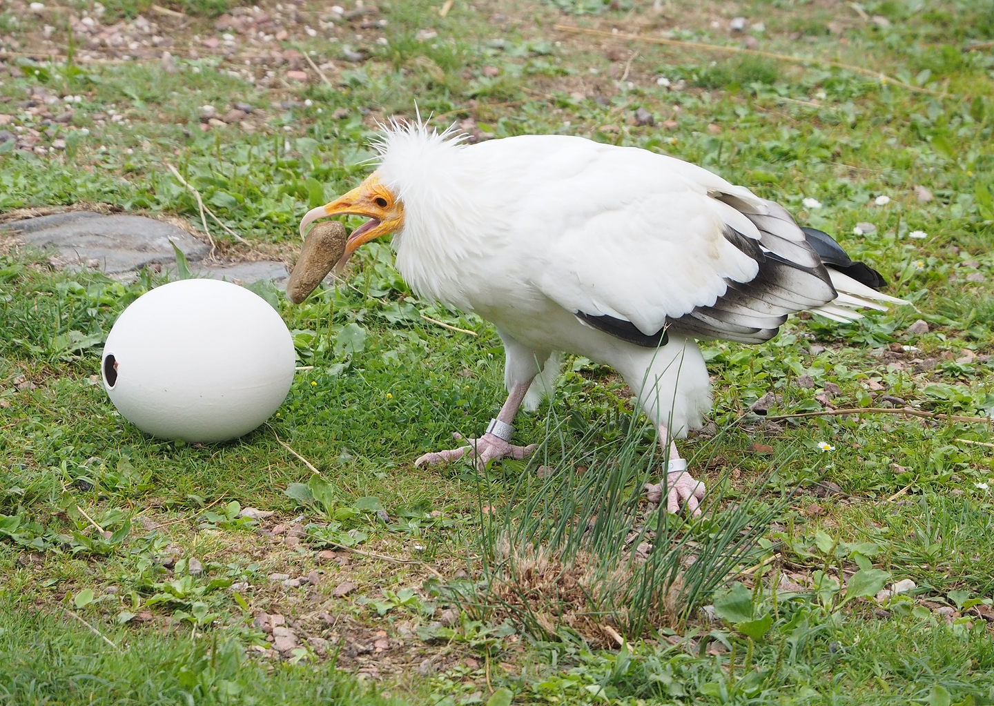 First bird show - Eastern Egyptian vulture (Neophron percnopterus ginginianus) demonstrating breaking ostrich egg, 2022-08-28