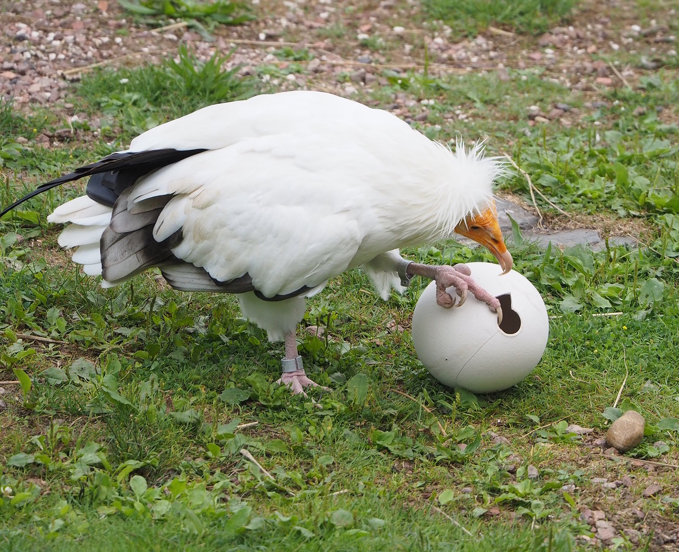 First bird show - Eastern Egyptian vulture (Neophron percnopterus ginginianus) demonstrating breaking ostrich egg, 2022-08-28
