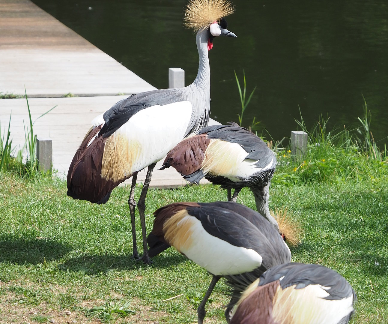 First bird show - Eastern grey crowned cranes (Balearica regulorum gibbericeps), 2022-08-28