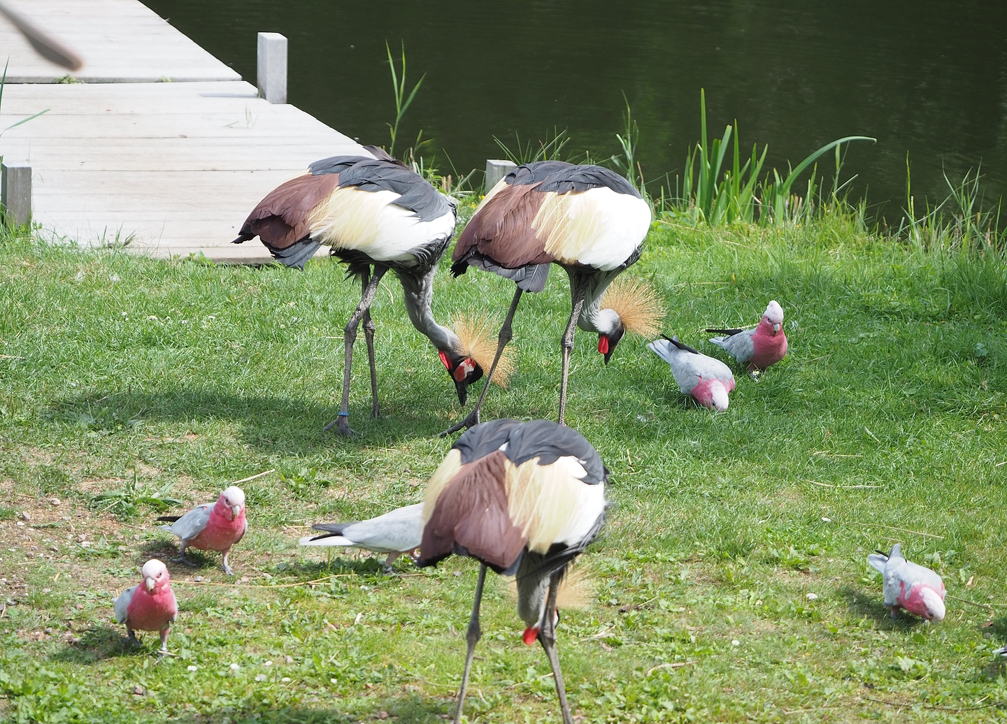 First bird show - Eastern grey crowned cranes (Balearica regulorum gibbericeps) and Galahs (Eolophus roseicapilla), 2022-08-28