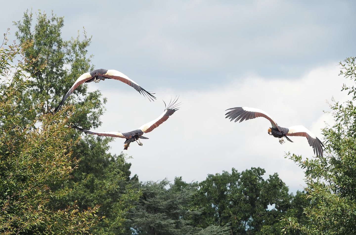 First bird show - Eastern grey crowned cranes in flight, 2022-08-28