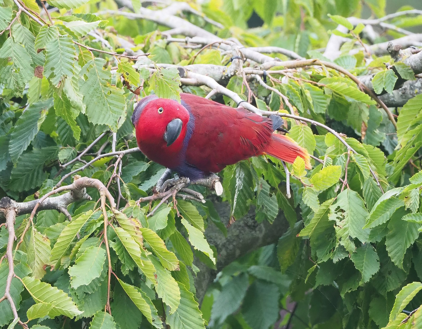 First bird show - Female Grand Eclectus parrot (Eclectus roratus roratus), 2022-08-28