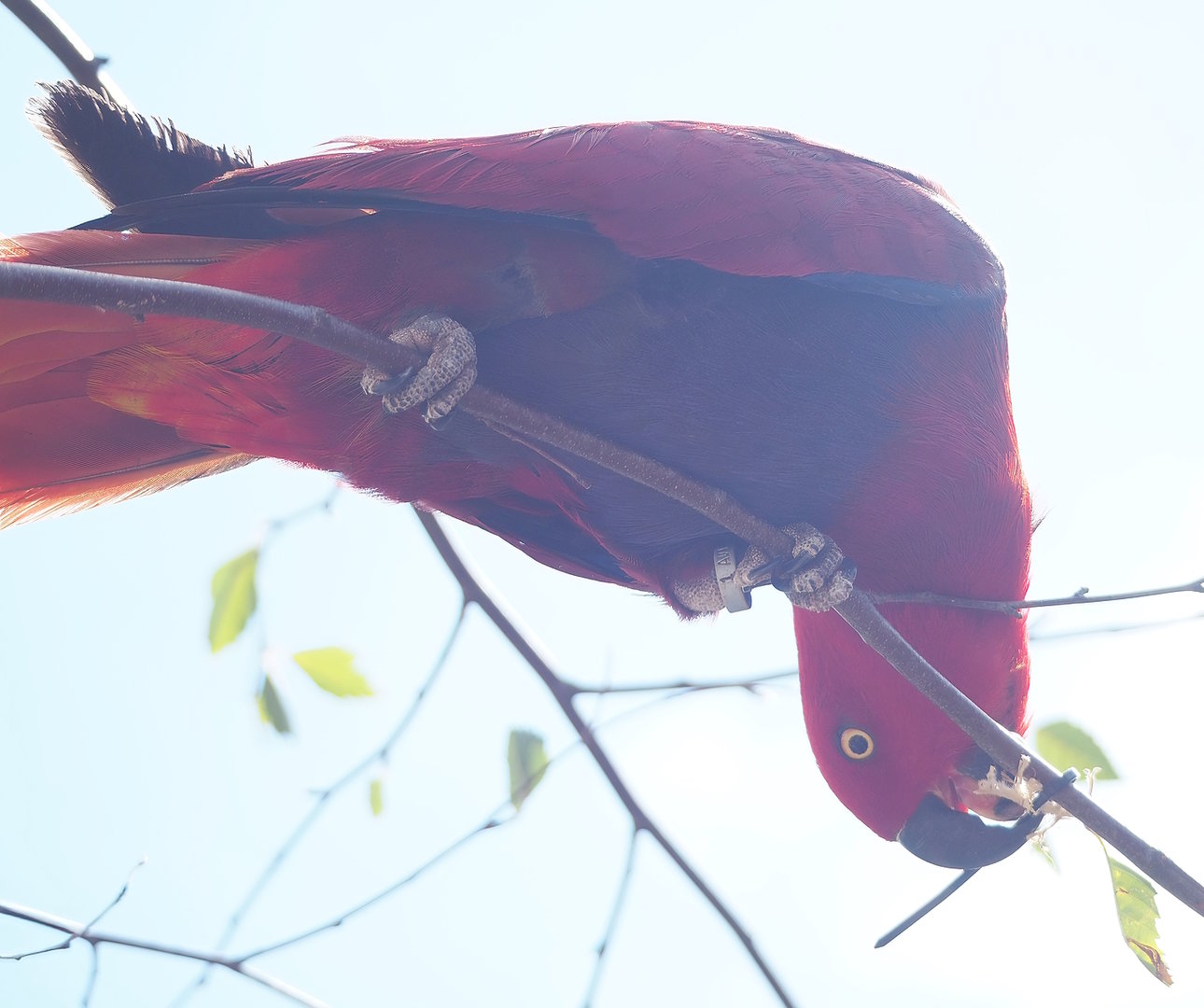 First bird show - Female Grand Eclectus parrot (Eclectus roratus roratus), 2022-08-28