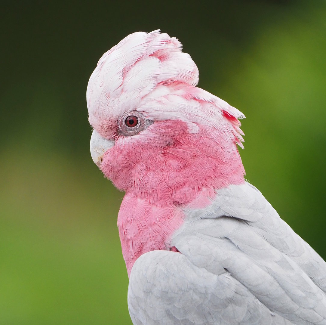 First bird show - Galah (Eolophus roseicapilla), 2022-08-28