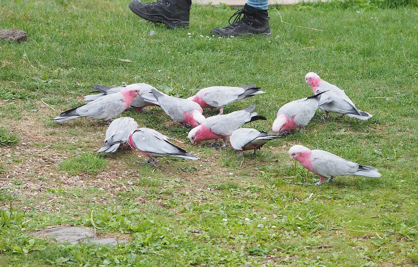 First bird show - Galahs (Eolophus roseicapilla), 2022-08-28