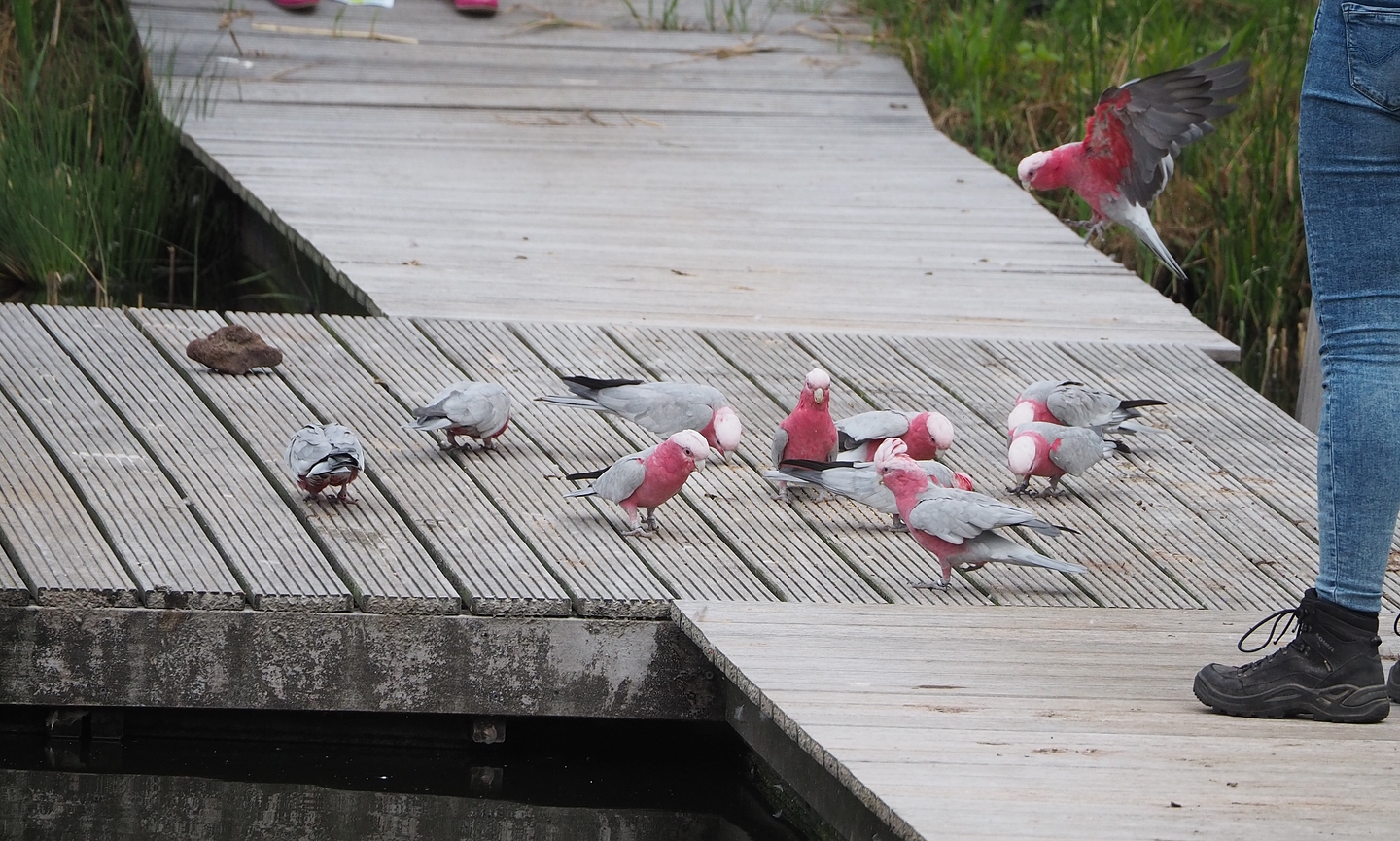 First bird show - Galahs (Eolophus roseicapilla), 2022-08-28