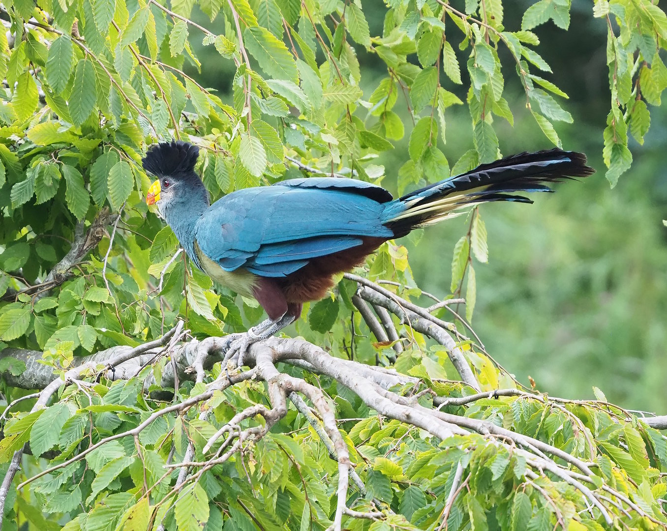 First bird show - Great blue turaco (Corythaeola cristata), 2022-08-28