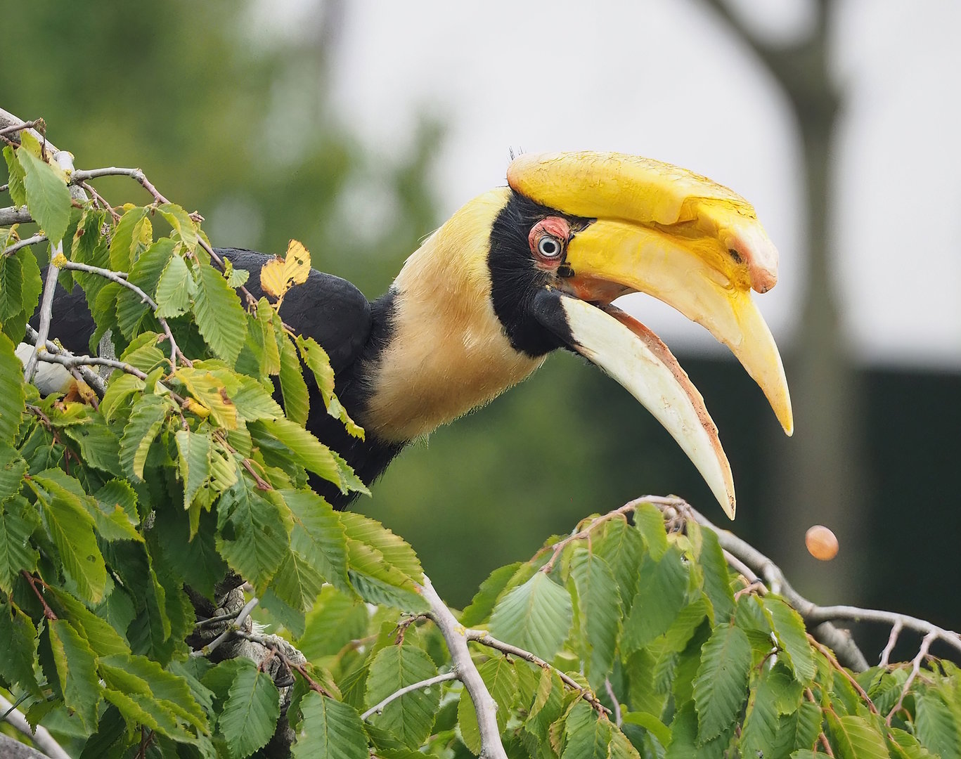 First bird show - Great hornbill (Buceros bicornis), 2022-08-28