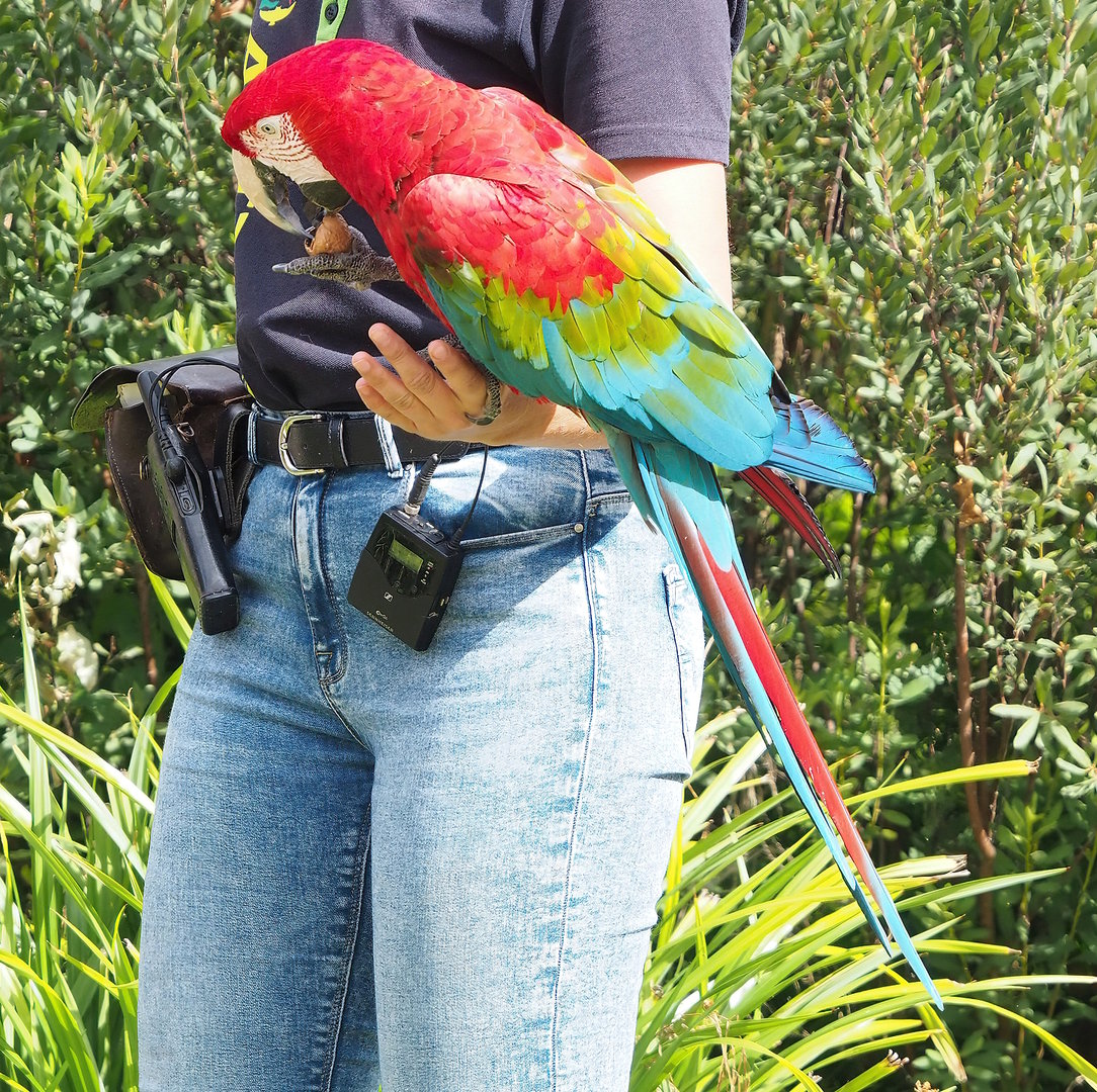 First bird show - Green-winged macaw (Ara chloropterus), 2022-08-28