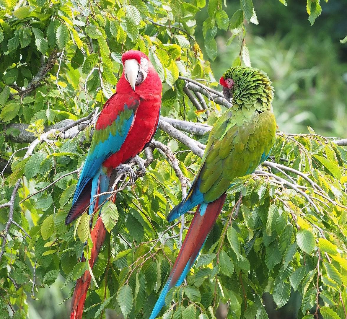 First bird show - Green-winged macaw (Ara chloropterus) and Military macaw (Ara militaris), 2022-08-28