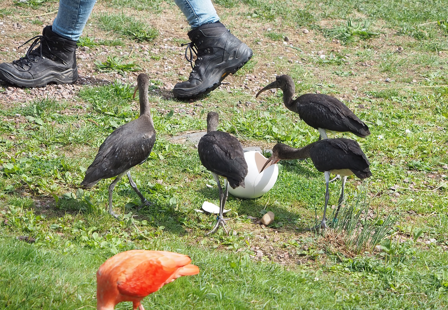 First bird show - Juvenile Scarlet ibises (Eudocimus ruber), 2022-08-28