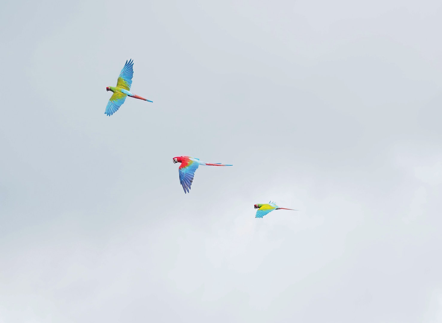 First bird show - Macaws in flight, 2022-08-28