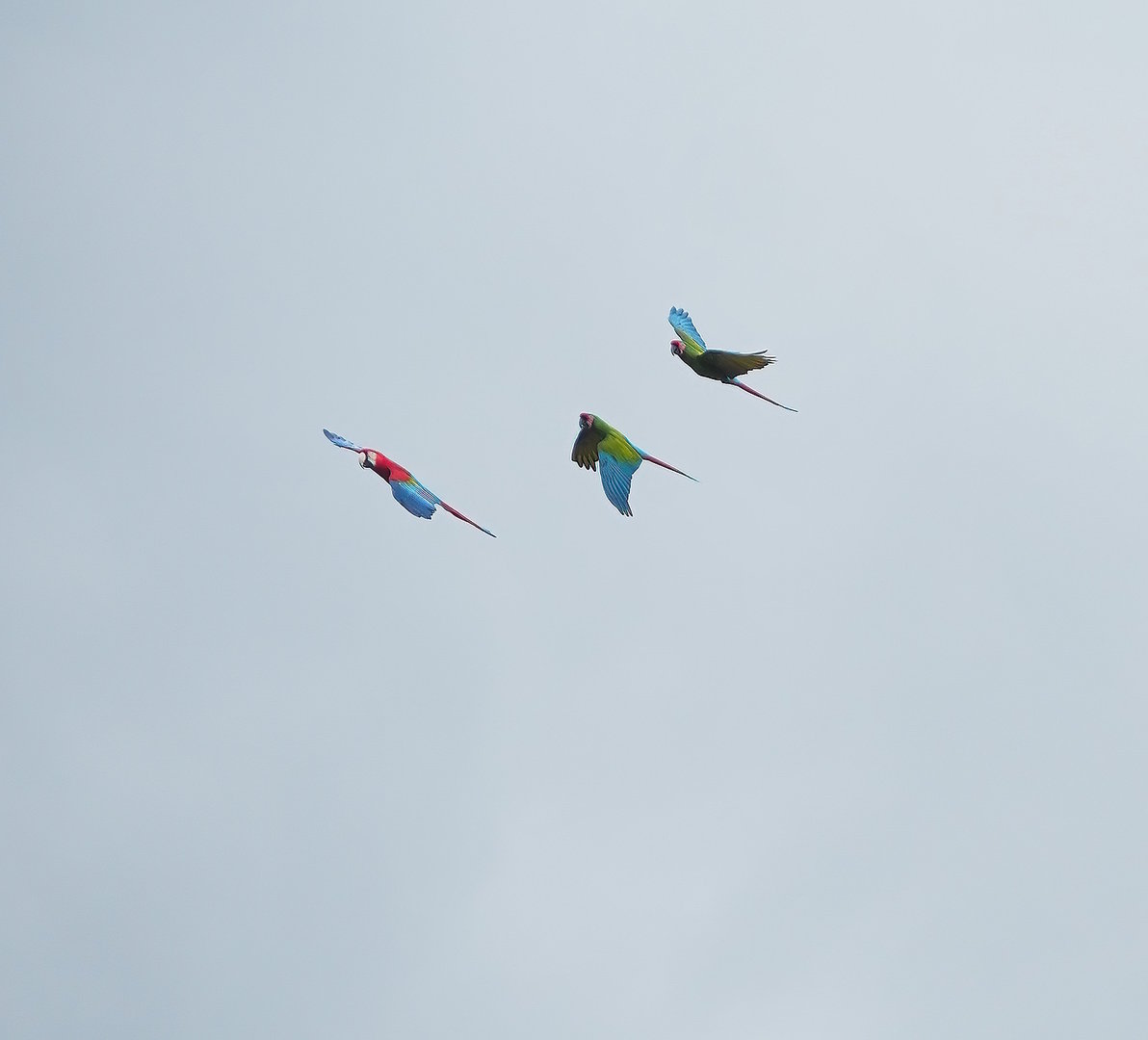 First bird show - Macaws in flight, 2022-08-28