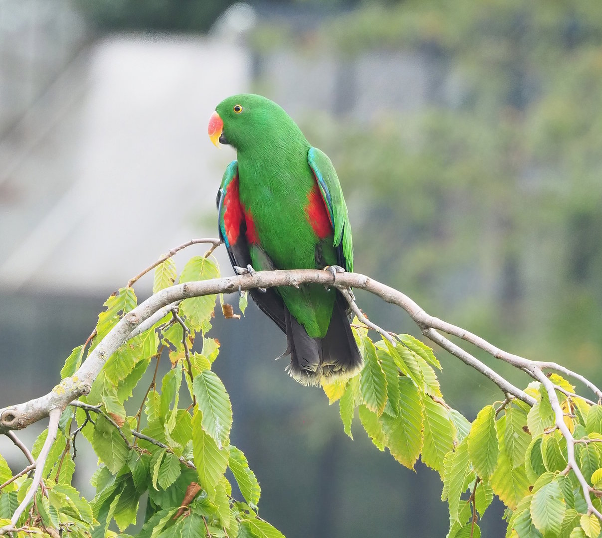 First bird show - Male Grand Eclectus parrot (Eclectus roratus roratus), 2022-08-28