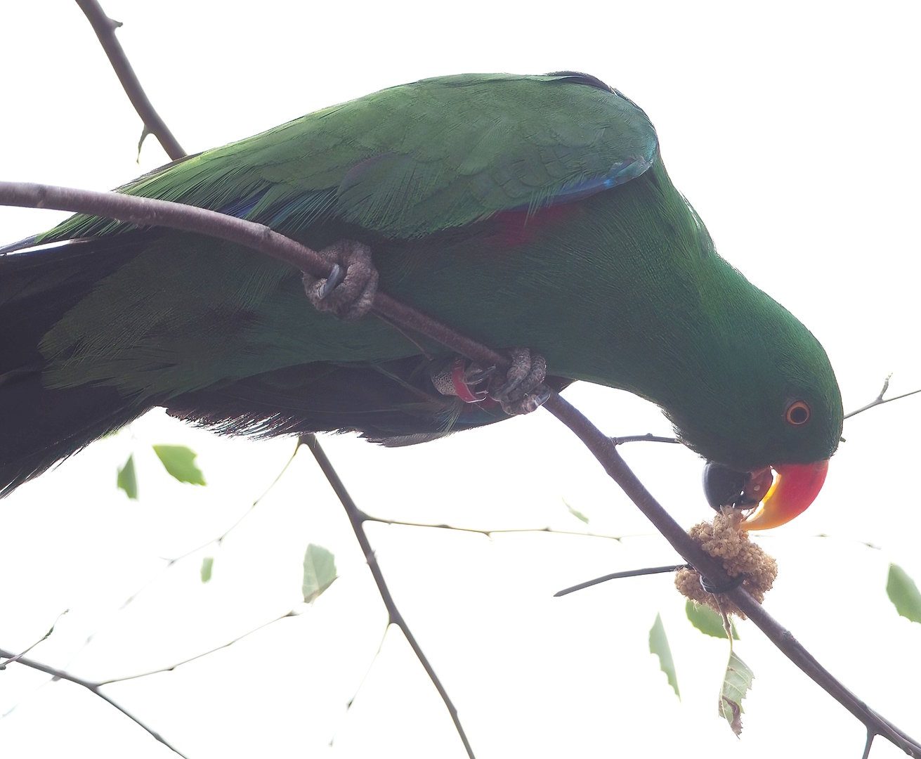 First bird show - Male Grand Eclectus parrot (Eclectus roratus roratus), 2022-08-28