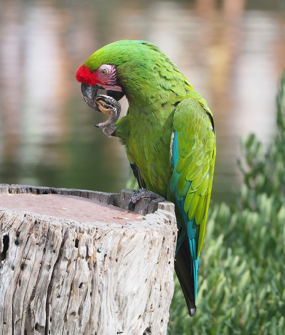 First bird show - Military macaw (Ara militaris), 2022-08-28