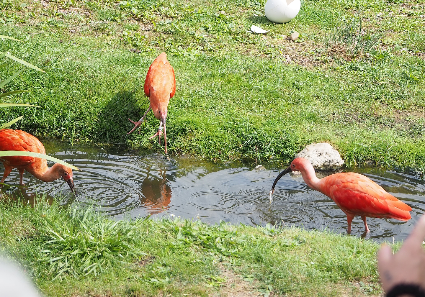 First bird show - Scarlet ibises (Eudocimus ruber), 2022-08-28