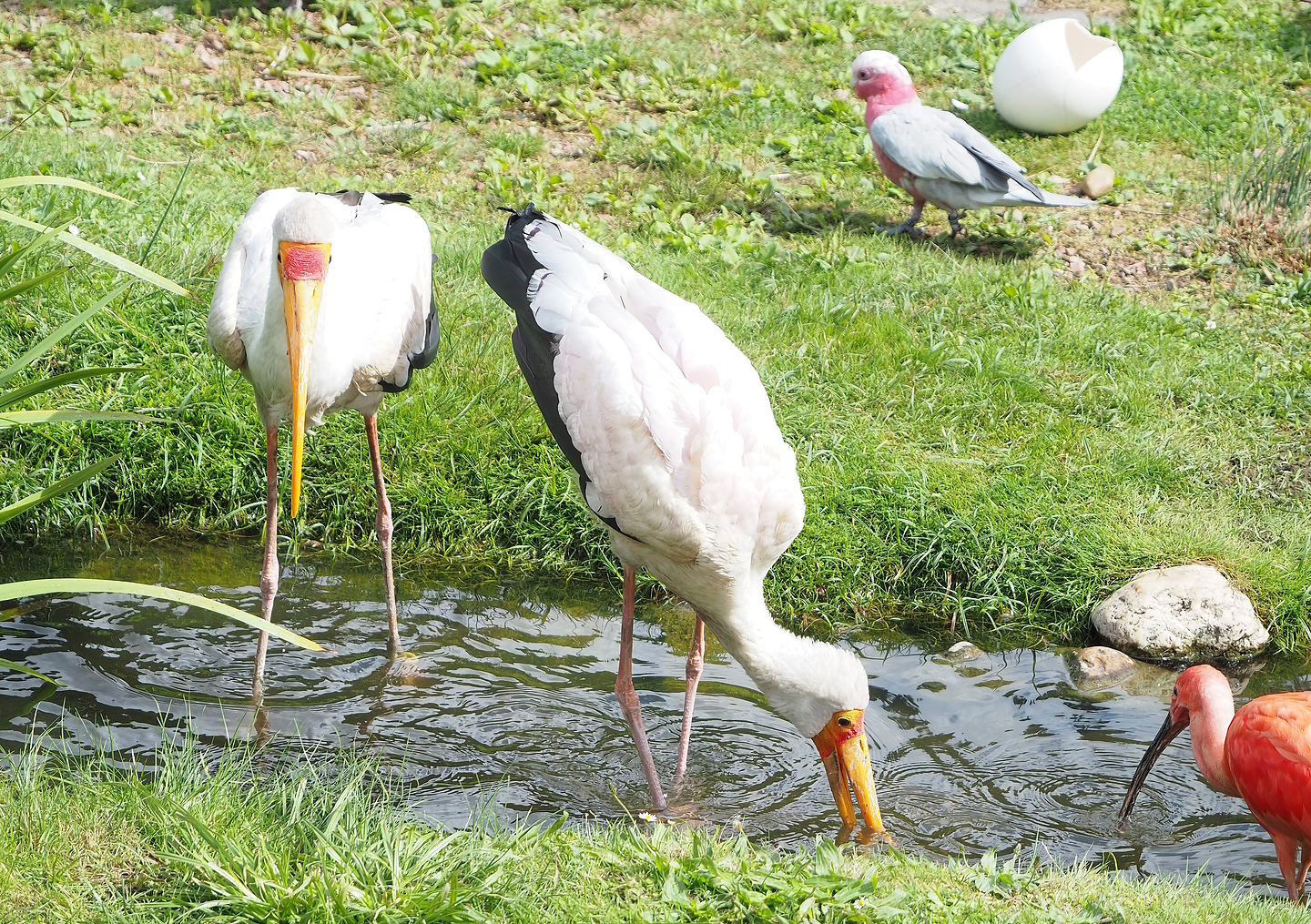 First bird show - Yellow-billed storks (Mycteria ibis), 2022-08-28
