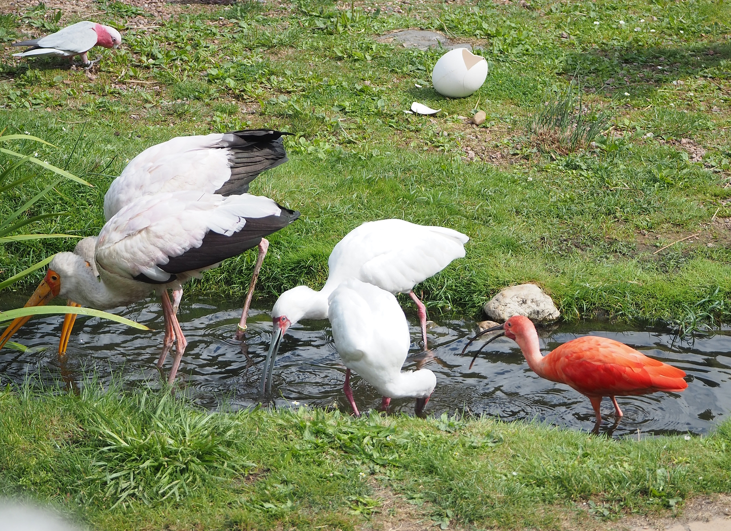 First bird show - Yellow-billed storks (Mycteria ibis), African spoonbills (Platalea alba) and Scarlet ibis (Eudocimus ruber), 2022-08-28